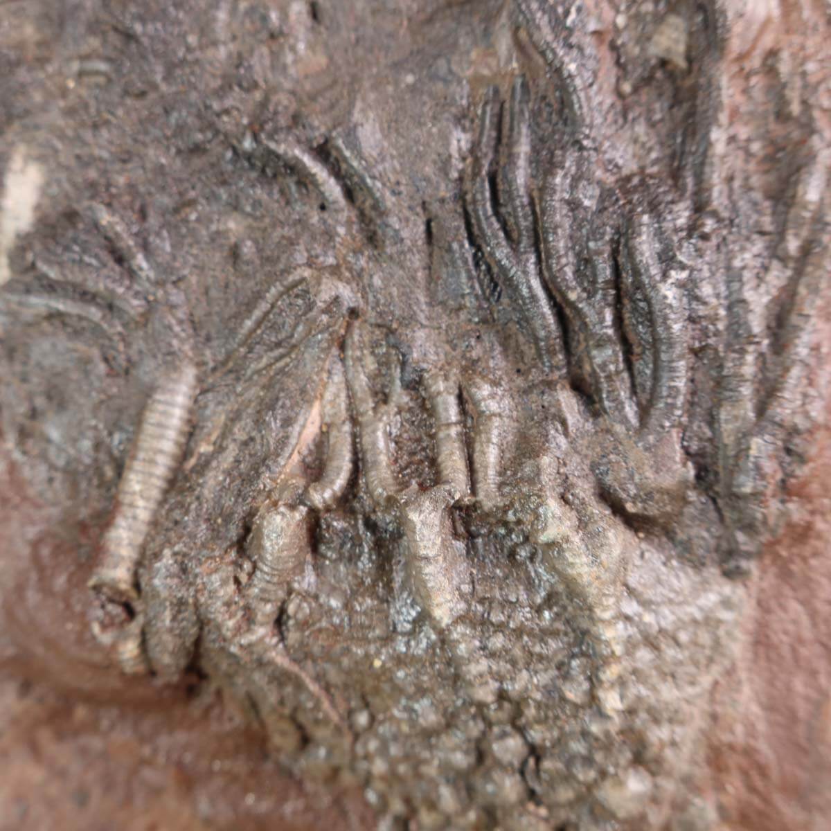 Scyphocrinites elegans fossil from Morocco, unique piece No. 74, approximately 425 million years old, displayed on a stand.