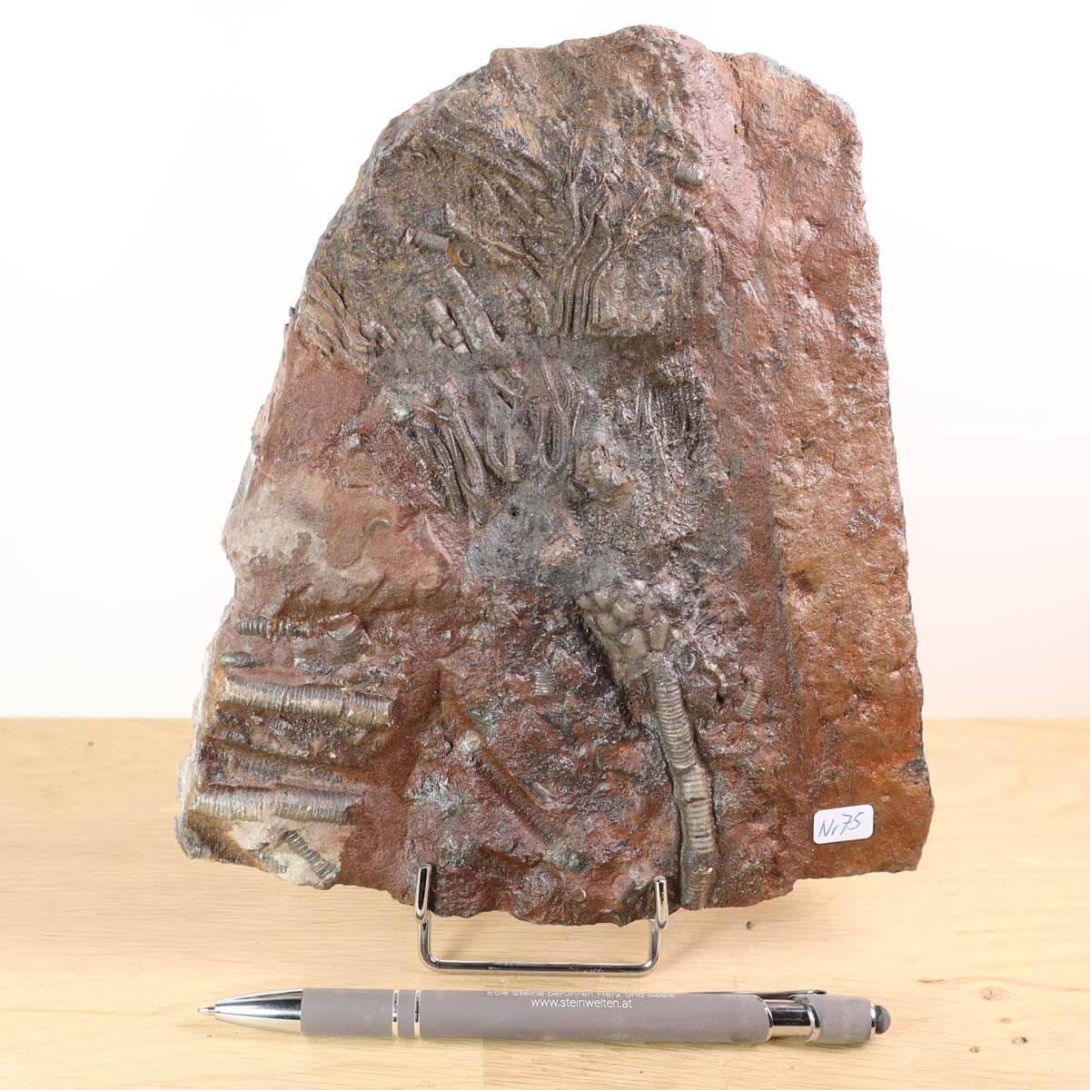 Versteinertes Seelilien-Fossil (Scyphocrinites elegans) mit Stiel und Kelch aus Marokko, einzigartiges Naturkunstwerk Nr. 75.