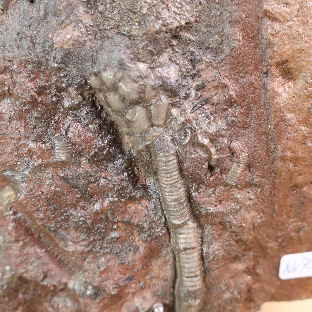 Versteinertes Seelilien-Fossil (Scyphocrinites elegans) mit Stiel und Kelch aus Marokko, einzigartiges Naturkunstwerk Nr. 75.