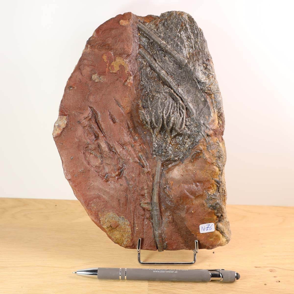 Versteinertes Seelilien-Fossil Scyphocrinites elegans 22x15 cm, 425 Millionen Jahre alt, Unikat Nr. 76, aus Marokko.