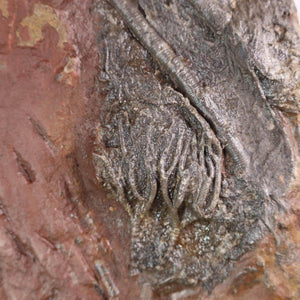 Versteinertes Seelilienfossil Scyphocrinites elegans, 425 Millionen Jahre alt, einzigartiges Naturkunstwerk aus Marokko.