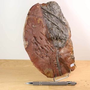 Fossilized sea lily (Scyphocrinites elegans) on display, unique piece from Morocco, 425 million years old, 22x15 cm fossil.