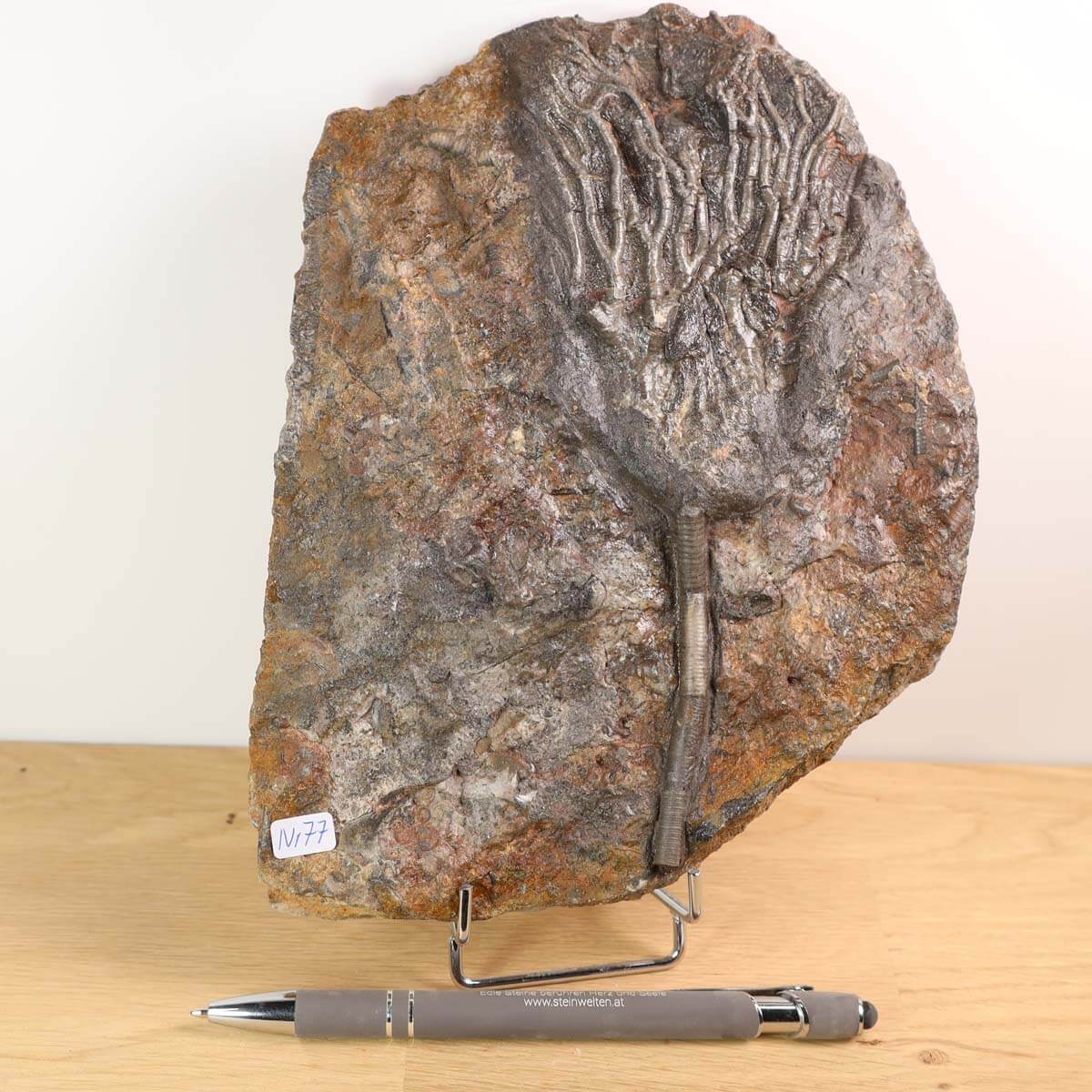 Versteinertes Fossil Seelilien (Scyphocrinites elegans) aus Marokko, 20x15 cm, 425 Millionen Jahre alt, Unikat Nr. 77