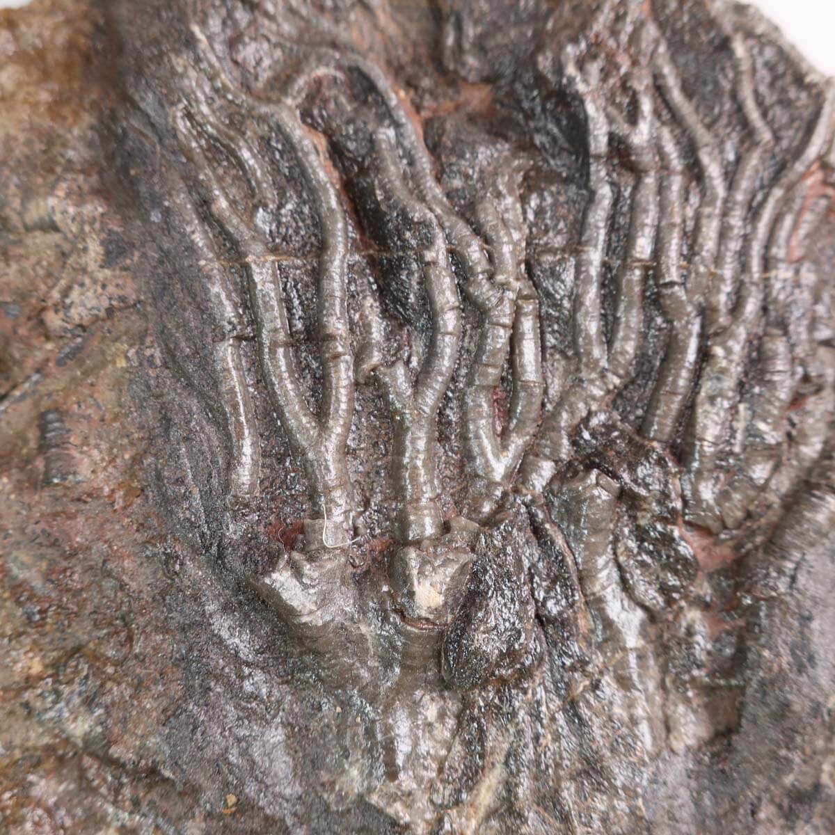 Versteinertes Fossil Seelilien (Scyphocrinites elegans) aus Marokko, 20x15 cm, 425 Millionen Jahre alt, Unikat Nr. 77