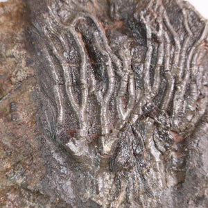 Scyphocrinites elegans fossil, 20x15 cm, 425 million years old, unique specimen from Morocco, detail view of crinoid stems.