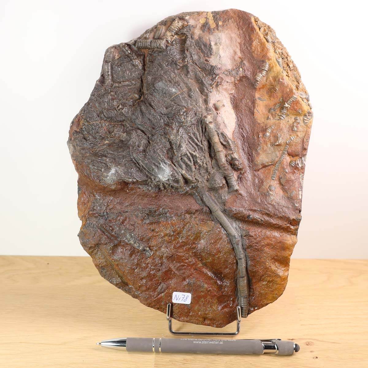 Versteinertes Fossil Seelilien Scyphocrinites elegans 24x17 cm, Unikat Nr. 78 aus Marokko, auf Holzständer