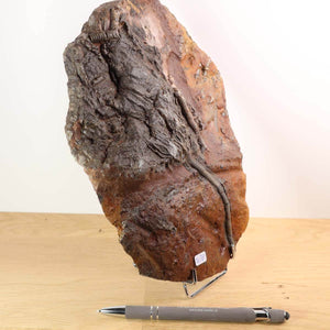 Versteinertes Fossil Seelilien Scyphocrinites elegans, Unikat Nr. 78, 24x17 cm, 425 Millionen Jahre alt, auf Sockel präsentiert.