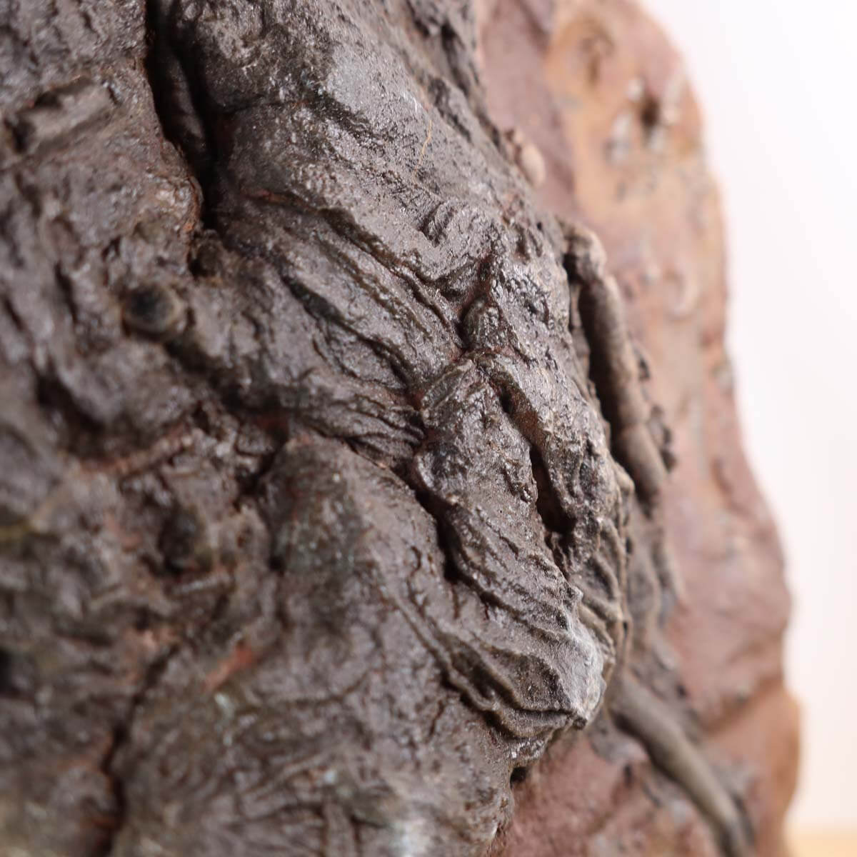 Versteinertes Fossil Seelilien Scyphocrinites elegans 24x17 cm, Unikat Nr. 78 aus Marokko, auf Holzständer