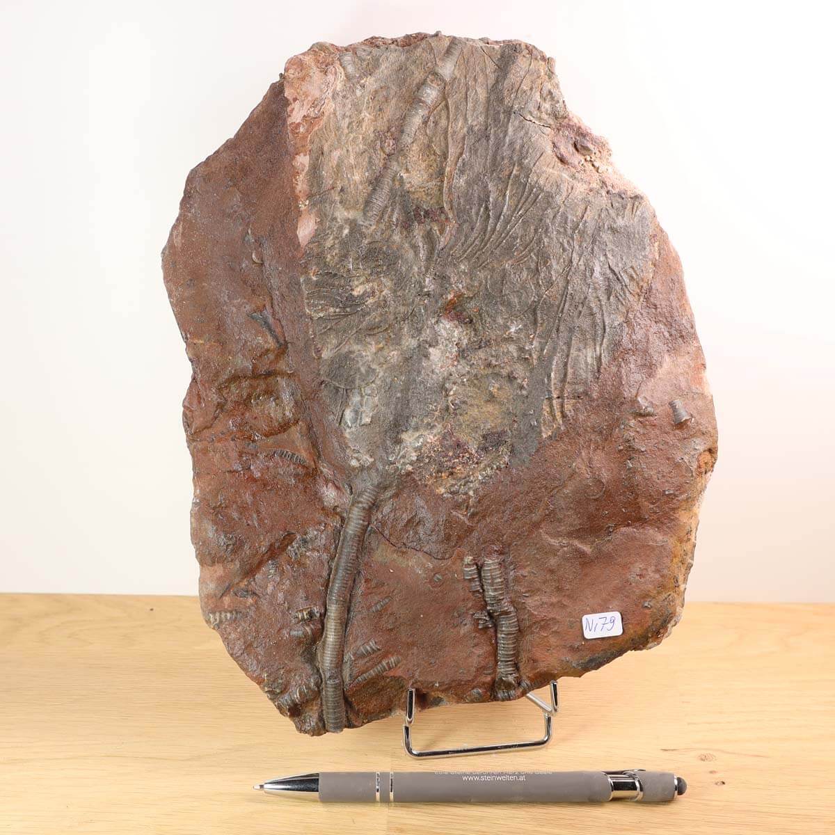 Versteinertes Fossil Seelilien Scyphocrinites elegans 24x18 cm, 425 Millionen Jahre, einzigartiges Kunstwerk aus Marokko