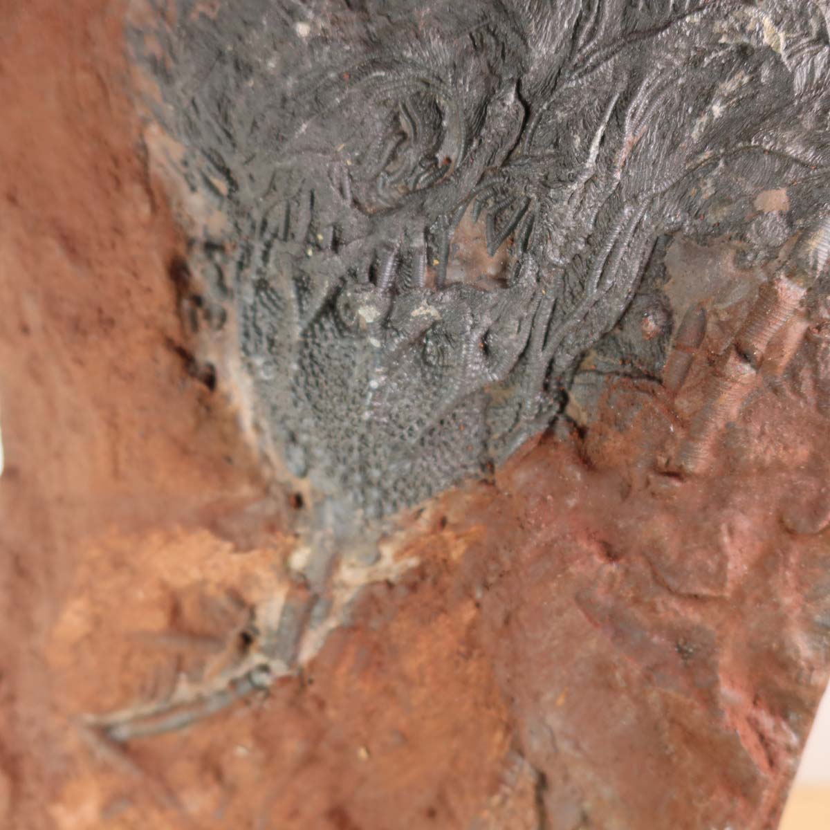 Versteinertes Fossil Scyphocrinites elegans, Seelilien aus Marokko, 31x21 cm, 425 Millionen Jahre alt, Unikat Nr. 7