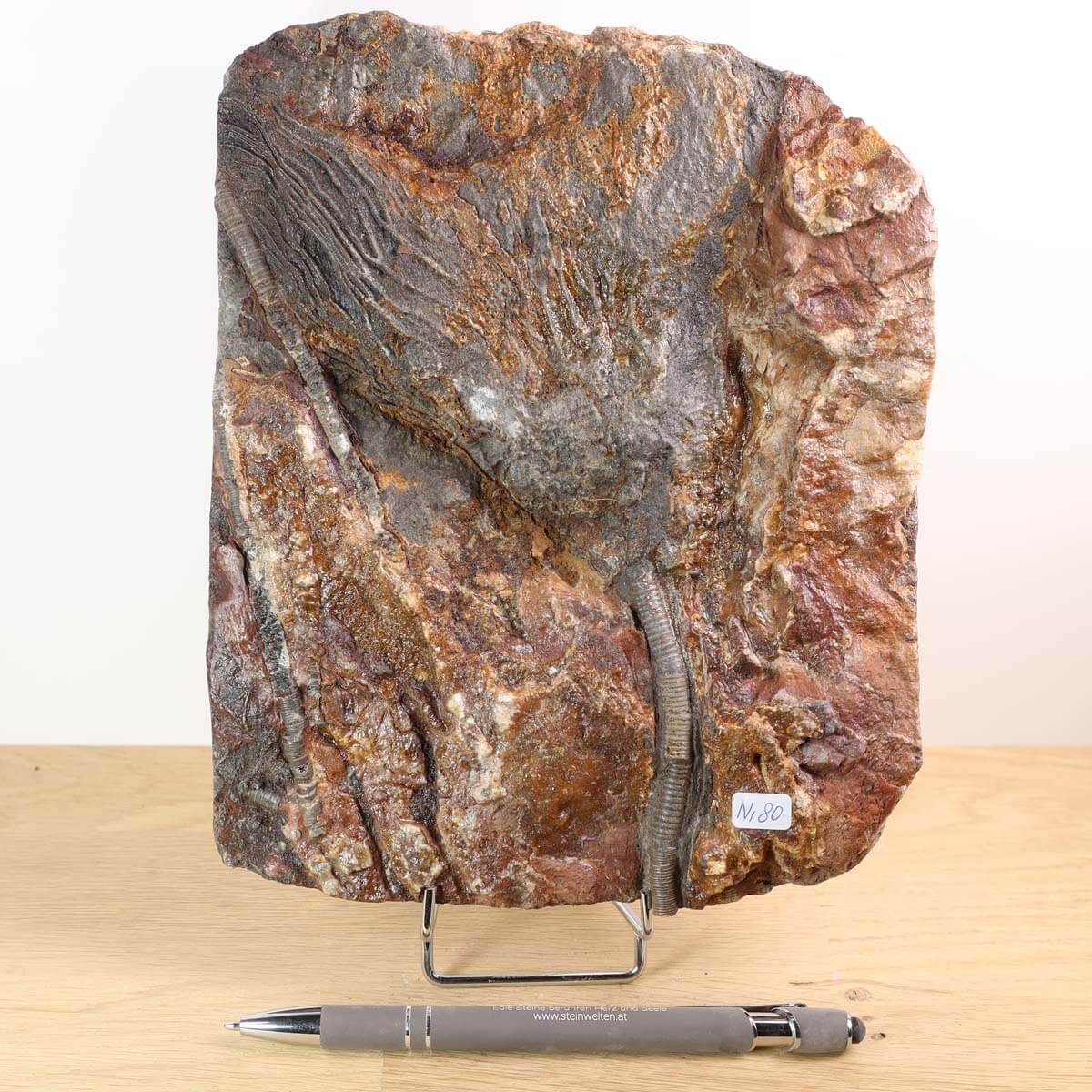 Versteinertes Seelilien-Fossil (Scyphocrinites elegans) aus Marokko, 425 Millionen Jahre alt, Unikat Nr. 80, 21x16 cm auf Holzständer.