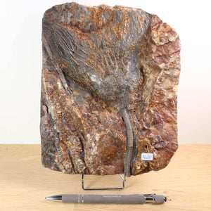 Versteinertes Seelilien-Fossil (Scyphocrinites elegans) aus Marokko, 425 Millionen Jahre alt, Unikat Nr. 80, 21x16 cm auf Holzständer.