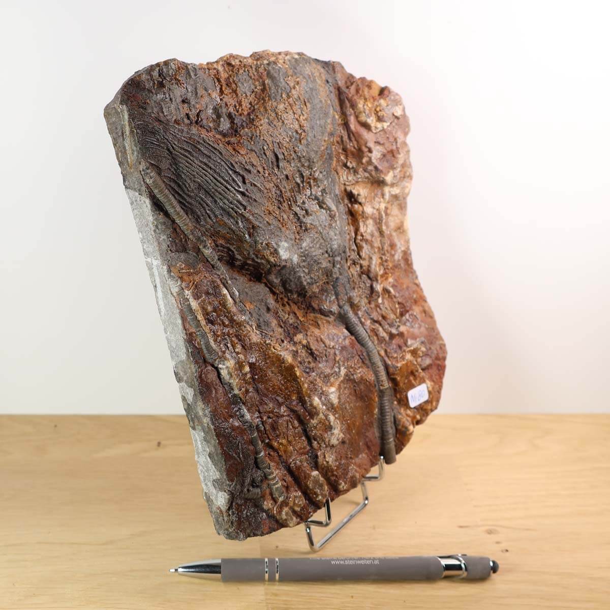 Versteinertes Seelilien-Fossil (Scyphocrinites elegans) aus Marokko, 425 Millionen Jahre alt, Unikat Nr. 80, 21x16 cm auf Holzständer.
