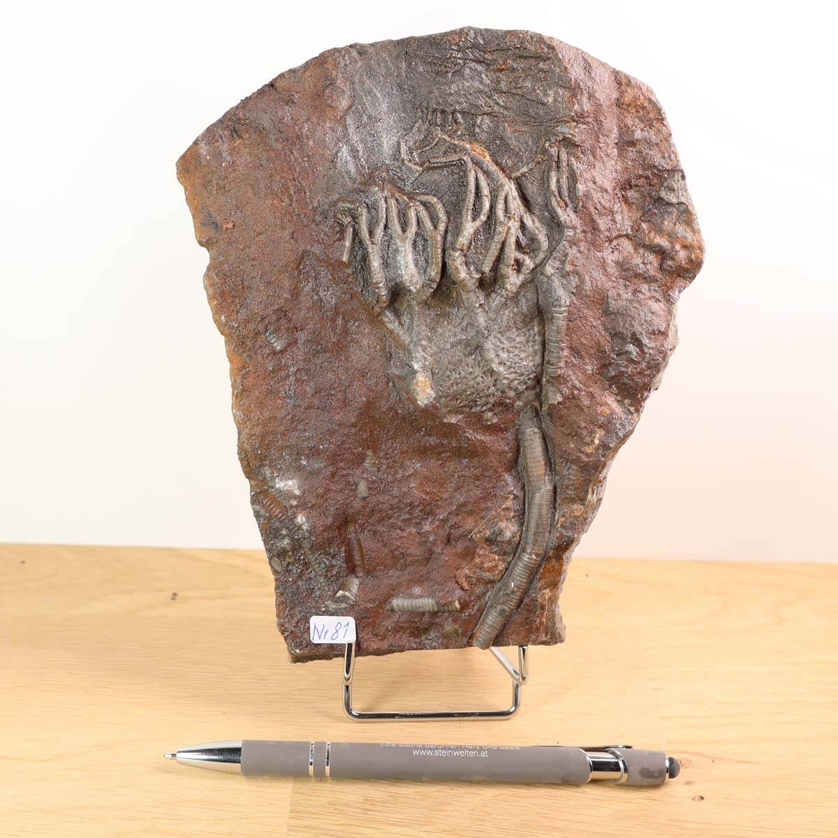 Versteinertes Scyphocrinites elegans Fossil aus Marokko, 18x14 cm, 425 Millionen Jahre, Unikat Nr. 81 auf Holzständer