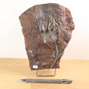 Versteinertes Scyphocrinites elegans Fossil aus Marokko, 18x14 cm, 425 Millionen Jahre, Unikat Nr. 81 auf Holzständer