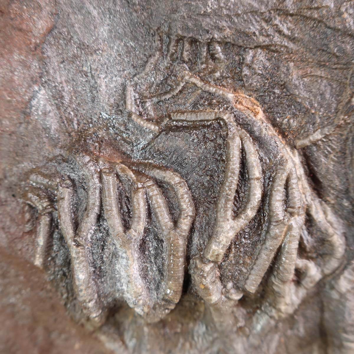 Versteinertes Scyphocrinites elegans Fossil aus Marokko, 18x14 cm, 425 Millionen Jahre, Unikat Nr. 81 auf Holzständer