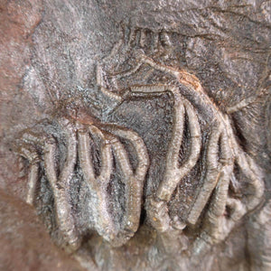 Close-up of fossilized sea lilies (Scyphocrinites elegans) from Morocco, unique natural artwork aged 425 million years, Unikat Nr. 81.