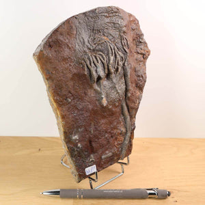 Fossilized crinoid (Scyphocrinites elegans) from Morocco, aged 425 million years, mounted on stand. Unique piece No. 81, measures 18x14 cm.