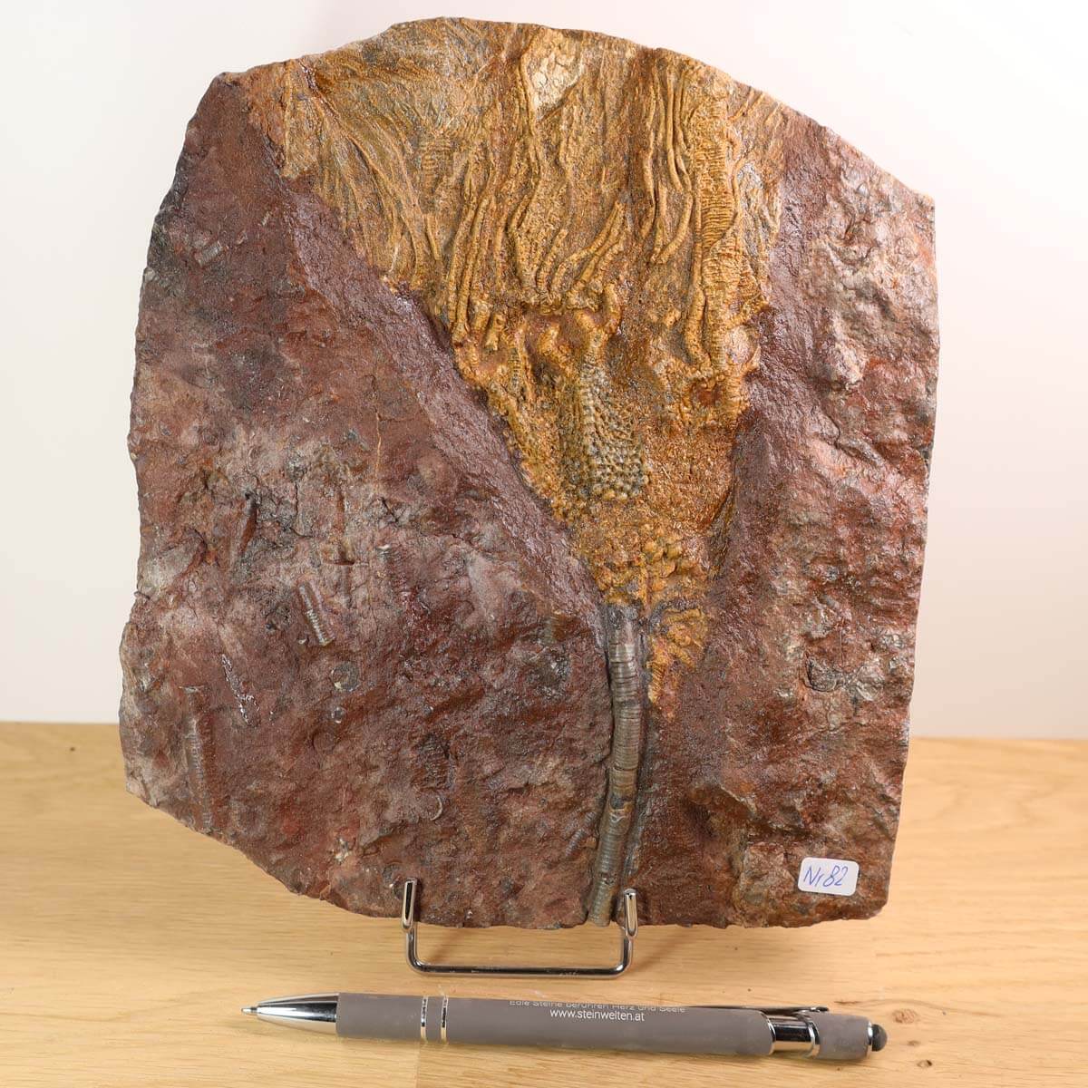 Versteinertes Fossil Scyphocrinites elegans auf Steinplatte, 20x18 cm, 425 Millionen Jahre alt, Unikat Nr. 82.