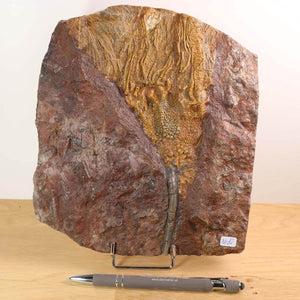 Versteinertes Fossil Scyphocrinites elegans auf Steinplatte, 20x18 cm, 425 Millionen Jahre alt, Unikat Nr. 82.