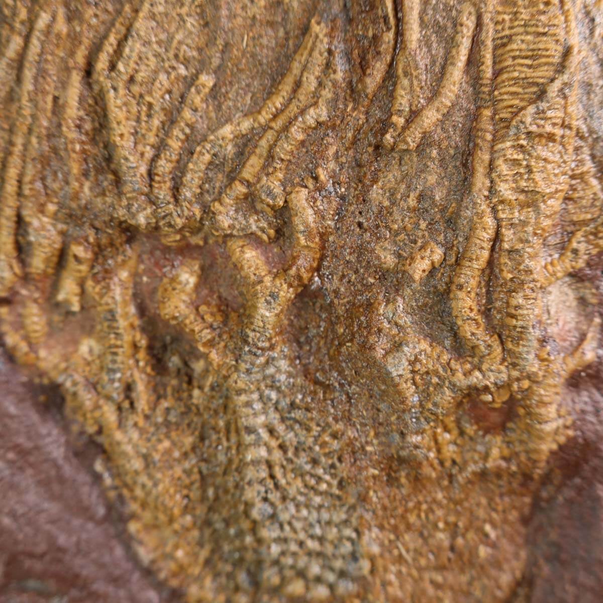 Versteinertes Fossil Scyphocrinites elegans auf Steinplatte, 20x18 cm, 425 Millionen Jahre alt, Unikat Nr. 82.