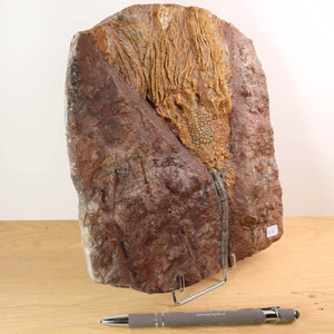 Fossilized sea lily (Scyphocrinites elegans) from Morocco, 20x18 cm, 425 million years old, unique specimen on display.