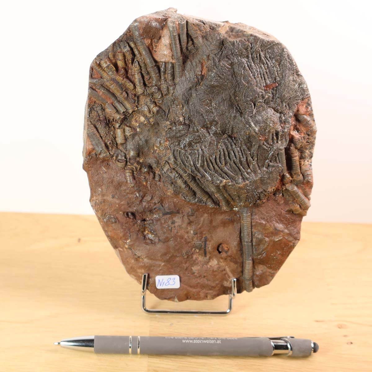 Fossil of Scyphocrinites elegans, a 425 million-year-old sea lily from Morocco, displayed beside a pen for scale on a wooden surface.