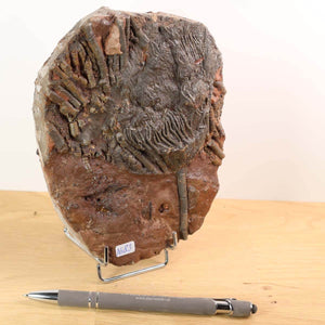Fossil of Seelilie (Scyphocrinites elegans) from Morocco, 425 million years old, unique item No. 83, displayed with a pen for scale.