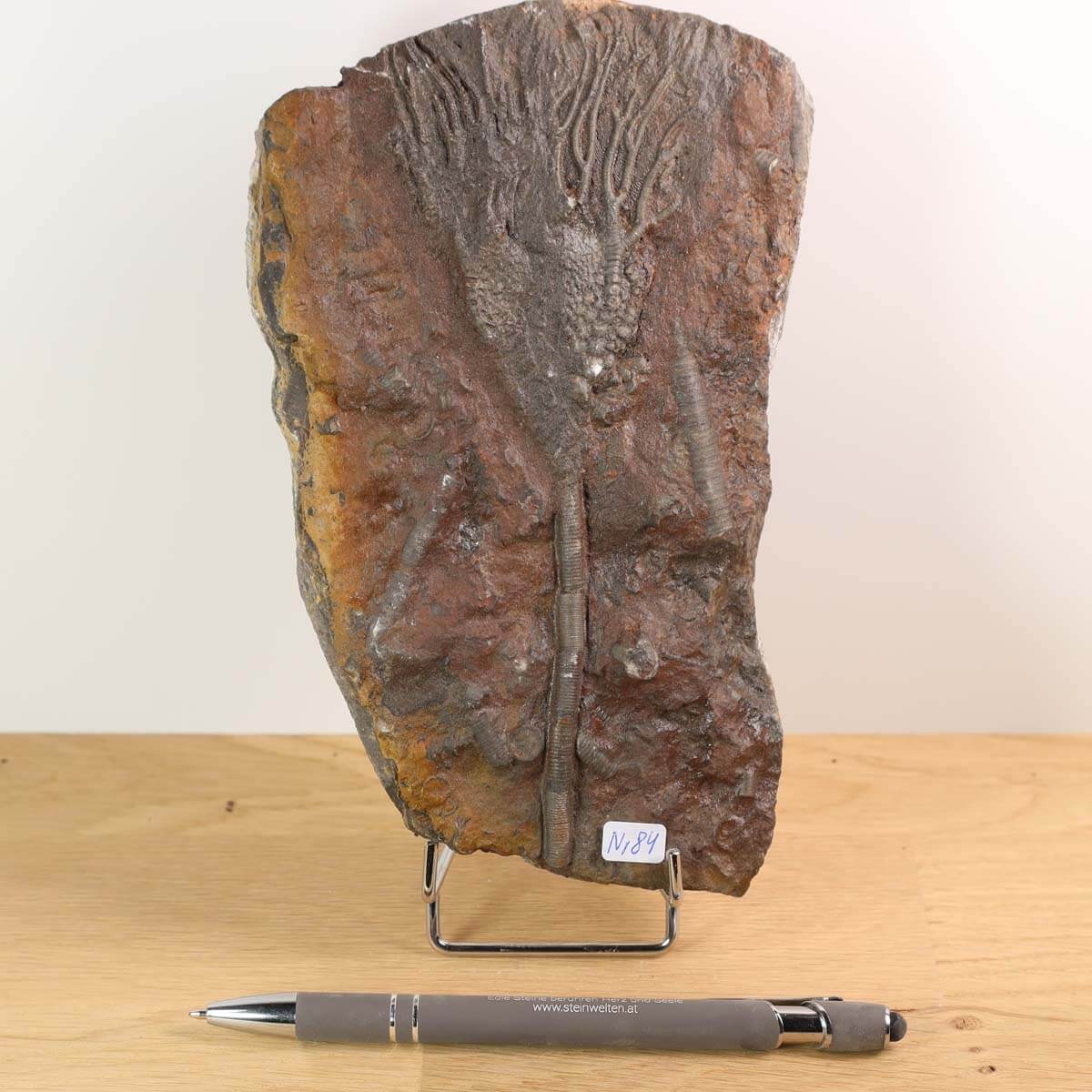 Fossil of Scyphocrinites elegans sea lily on display, 18x11 cm, 425 million years old, unique piece No. 84, with a pen for scale.