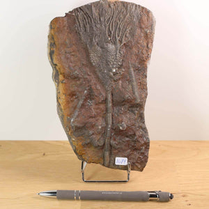 Fossil of Scyphocrinites elegans sea lily on display, 18x11 cm, 425 million years old, unique piece No. 84, with a pen for scale.