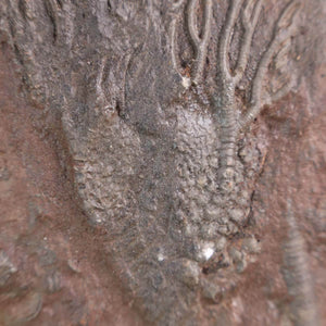 Versteinertes Fossil Seelilien Scyphocrinites elegans 18x11cm, 425 Millionen Jahre alt, Einzigartiges Naturkunstwerk aus Marokko