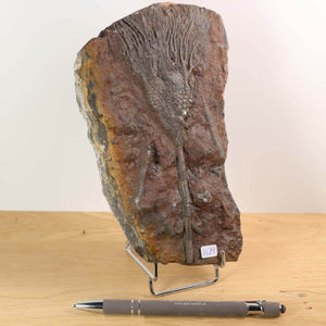 Versteinertes Seelilien-Fossil Scyphocrinites elegans, 18x11 cm, 425 Millionen Jahre, Unikat aus Marokko, Nr. 84, auf Ständer.