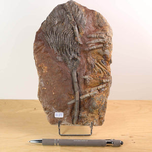 Versteinertes Fossil Seelilien Scyphocrinites elegans 19x12 cm, 425 Millionen Jahre, Unikat Nr. 85, auf Holzdisplay mit Stift, Marokko