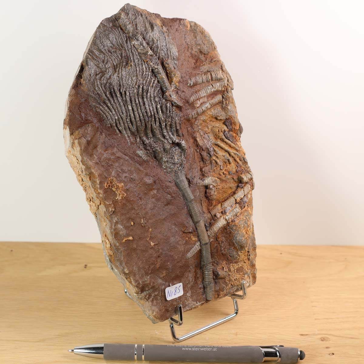 Versteinertes Fossil Seelilien Scyphocrinites elegans 19x12 cm, 425 Millionen Jahre, Unikat Nr. 85, auf Holzdisplay mit Stift, Marokko