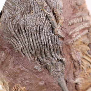 Versteinertes Fossil Seelilien Scyphocrinites elegans 19x12 cm, 425 Millionen Jahre alt, einzigartiges Naturkunstwerk aus Marokko.