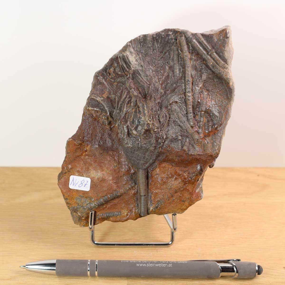 Unique fossil of Scyphocrinites elegans from Morocco, 425 million years old, displayed on a stand with a pen for scale, Unikat Nr. 87.