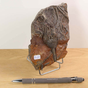 Fossil of Scyphocrinites elegans on display stand with a pen for scale.