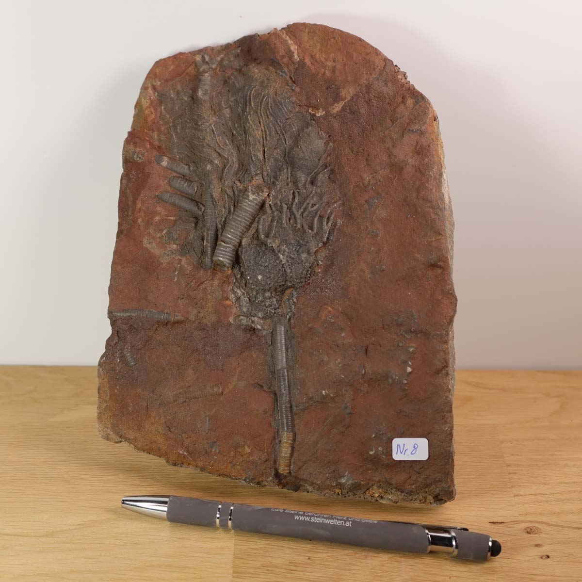 Versteinertes Fossil Seelilien (Scyphocrinites elegans) aus Marokko, 19x14 cm, 425 Millionen Jahre, Unikat Nr. 8 auf Holz.