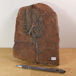 Versteinertes Fossil Seelilien (Scyphocrinites elegans) aus Marokko, 19x14 cm, 425 Millionen Jahre, Unikat Nr. 8 auf Holz.