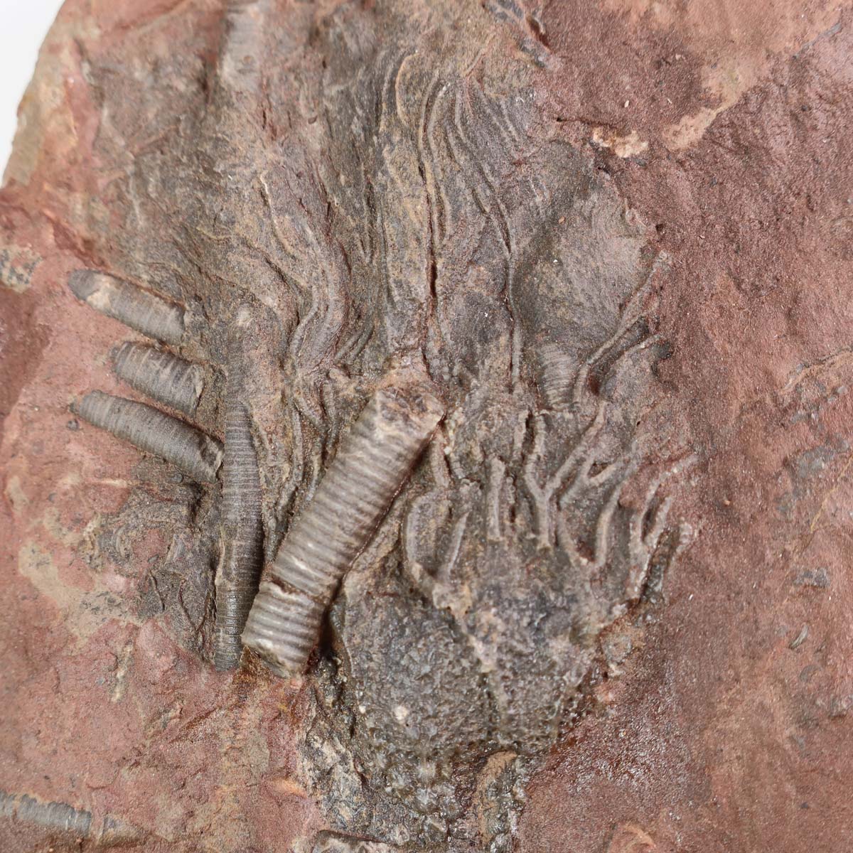 Versteinertes Fossil Seelilien (Scyphocrinites elegans) aus Marokko, 19x14 cm, 425 Millionen Jahre, Unikat Nr. 8 auf Holz.
