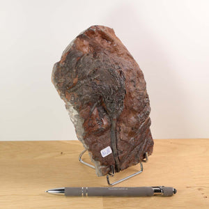 Scyphocrinites elegans fossil from Morocco, 425 million years old, on display with pen for scale, unique piece No. 8.