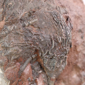 Close-up of a fossilized Scyphocrinites elegans sea lily, unique specimen from Morocco, 425 million years old.