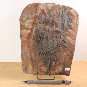 Scyphocrinites elegans fossil from Morocco, 425 million years old, unique piece No. 90, displayed on a stand.