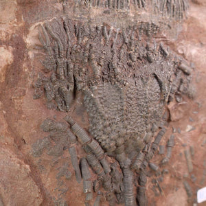 Versteinertes Fossil Seelilien (Scyphocrinites elegans), 20x16 cm, 425 Millionen Jahre alt, Detailansicht, Unikat Nr. 90