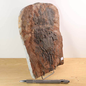 Versteinertes Seelilien-Fossil (Scyphocrinites elegans) aus Marokko, einzigartiges Unikat Nr. 90, präsentiert auf einem Ständer.