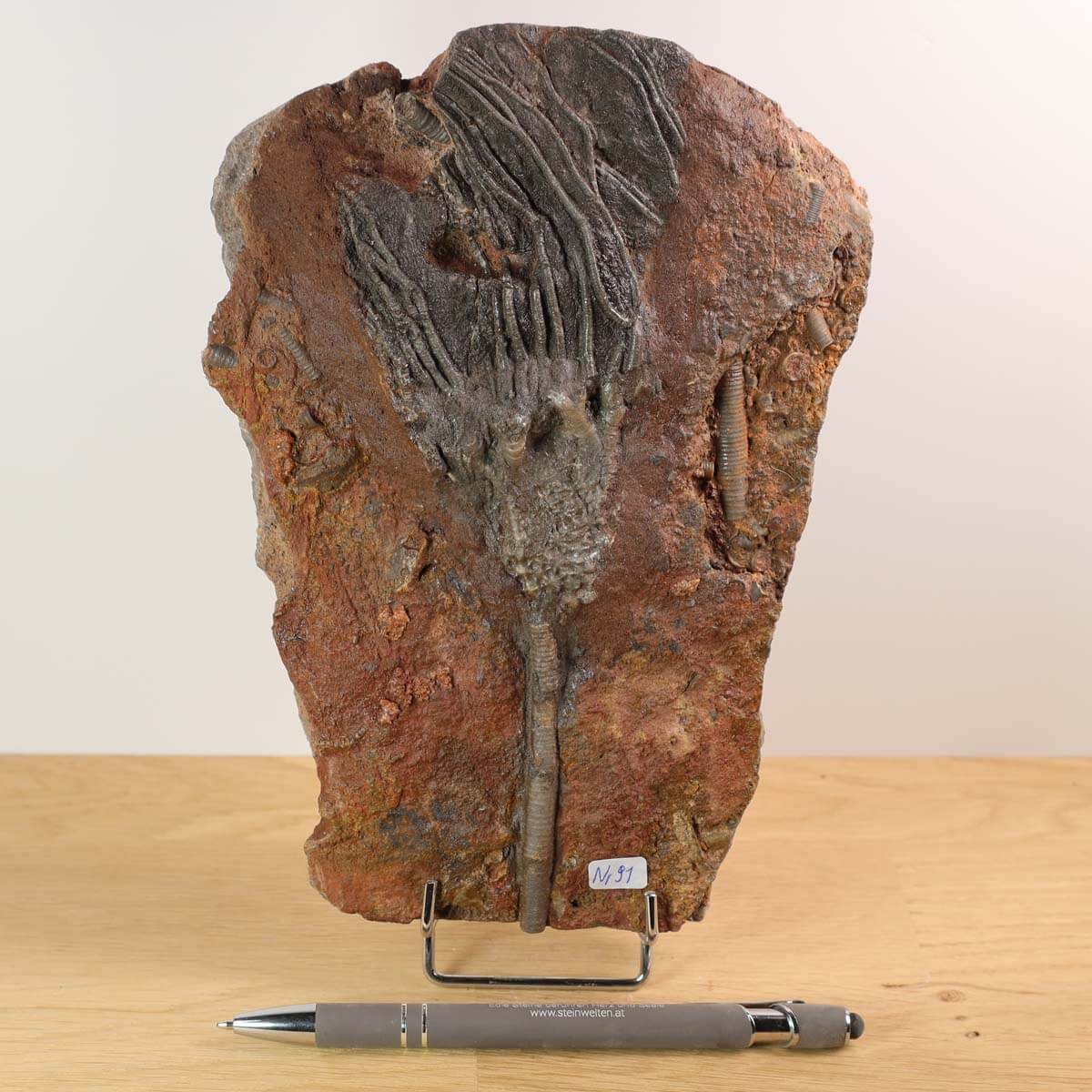 Fossil of Scyphocrinites elegans, a 425-million-year-old sea lily, displayed on a wooden surface with a pen for scale.
