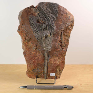 Fossil of Scyphocrinites elegans, a 425-million-year-old sea lily, displayed on a wooden surface with a pen for scale.