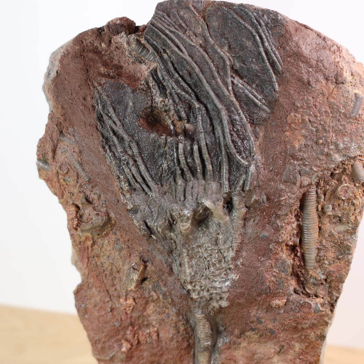 Fossil of Scyphocrinites elegans, a 425-million-year-old sea lily, displayed on a wooden surface with a pen for scale.