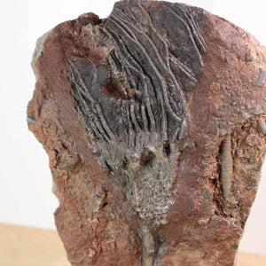 Fossil of Scyphocrinites elegans sea lily, 21x14 cm, 425 million years old, unique from Morocco, displayed on a neutral background.