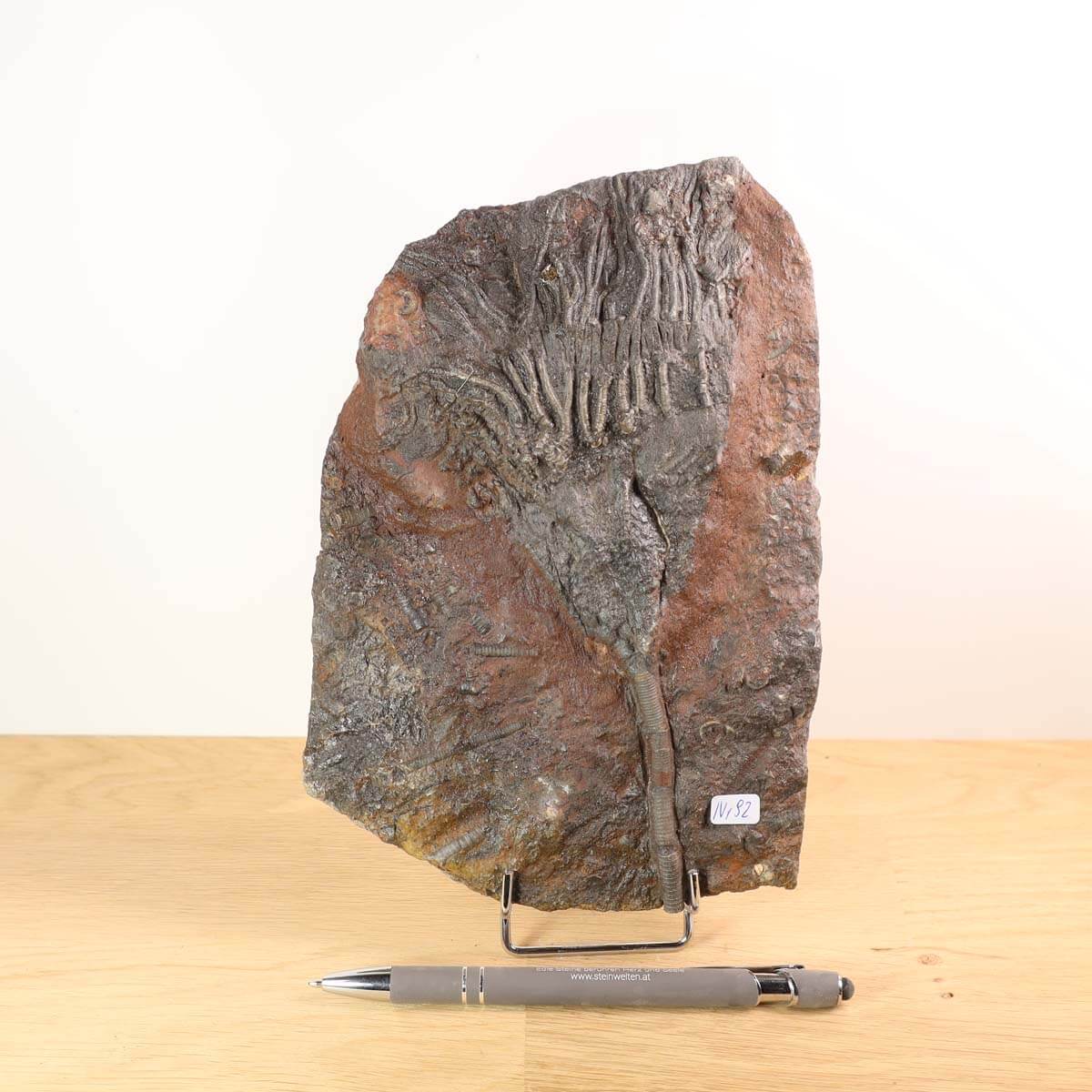 Fossil of Seelilien (Scyphocrinites elegans) on display, 20x14 cm, 425 million years old, unique piece from Morocco.